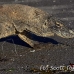 dragon_komodo_hsb_rinca_h_1072_kom2849.jpg